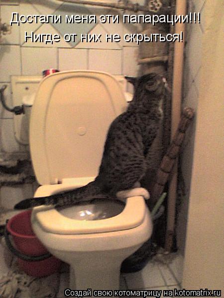 Достали меня эти папарации!!! Нигде от них не скрыться!... Котоматрица: Достали меня эти папарации!!! Нигде от них не скрыться!