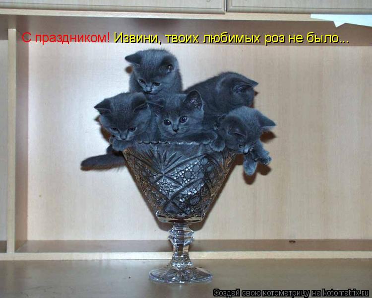 С праздником! Извини, твоих любимых роз не было...... Котоматрица: С праздником! Извини, твоих любимых роз не было...