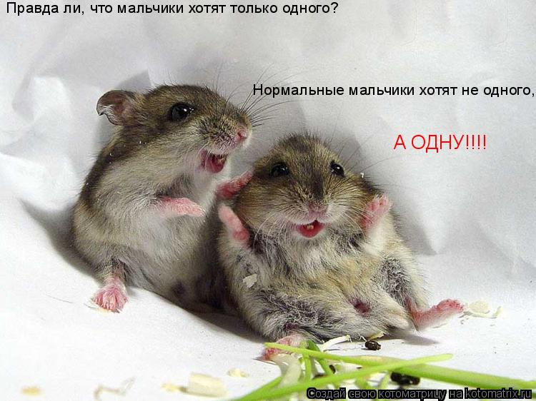 Правда ли, что мальчики хотят только одного? Нормальные мальчики хотят не одного, А ОДНУ!!!!... Котоматрица: Правда ли, что мальчики хотят только одного? Нормальные мальчики хотят не одного, А ОДНУ!!!!
