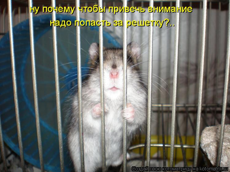 ну почему чтобы привечь внимание надо попасть за решетку?..... Котоматрица: ну почему чтобы привечь внимание надо попасть за решетку?..