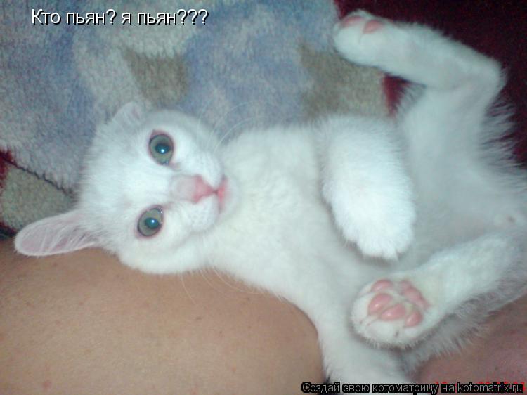 Кто пьян? я пьян???... Котоматрица: Кто пьян? я пьян???
