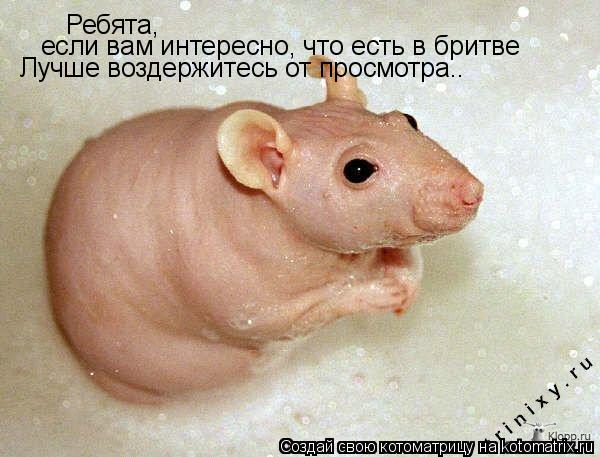 Ребята, если вам интересно, что есть в бритве Лучше воздержитесь от просмотра..... Котоматрица: Ребята, если вам интересно, что есть в бритве Лучше воздержитесь от просмотра..