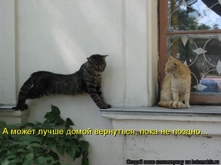 Котоматрица: А может лучше домой вернуться, пока не поздно...