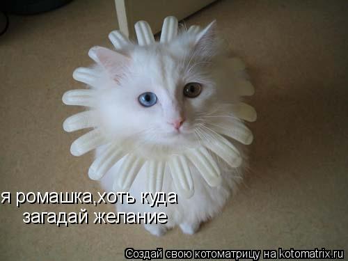 я ромашка,хоть куда загадай желание... Котоматрица: я ромашка,хоть куда загадай желание