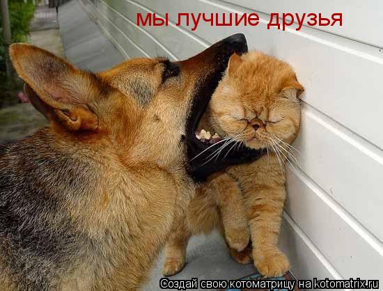 мы лучшие друзья... Котоматрица: мы лучшие друзья