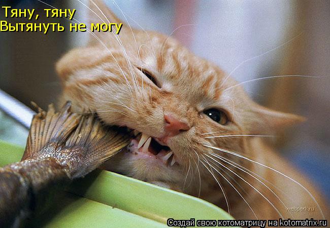Тяну, тяну Вытянуть не могу... Котоматрица: Тяну, тяну Вытянуть не могу