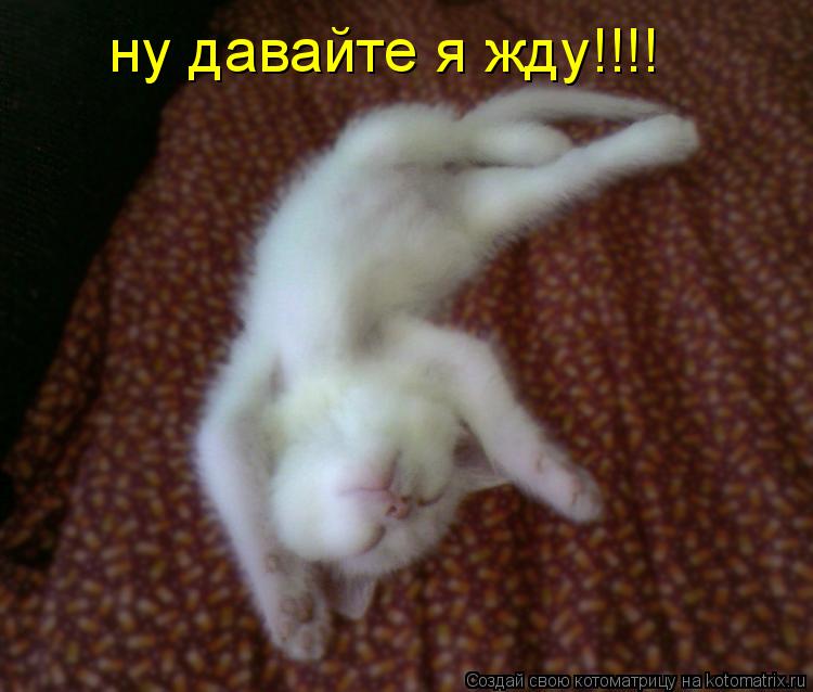 ну давайте я жду!!!!... Котоматрица: ну давайте я жду!!!!