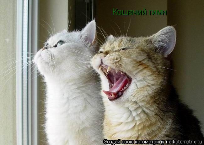 Кошачий гимн... Котоматрица: Кошачий гимн