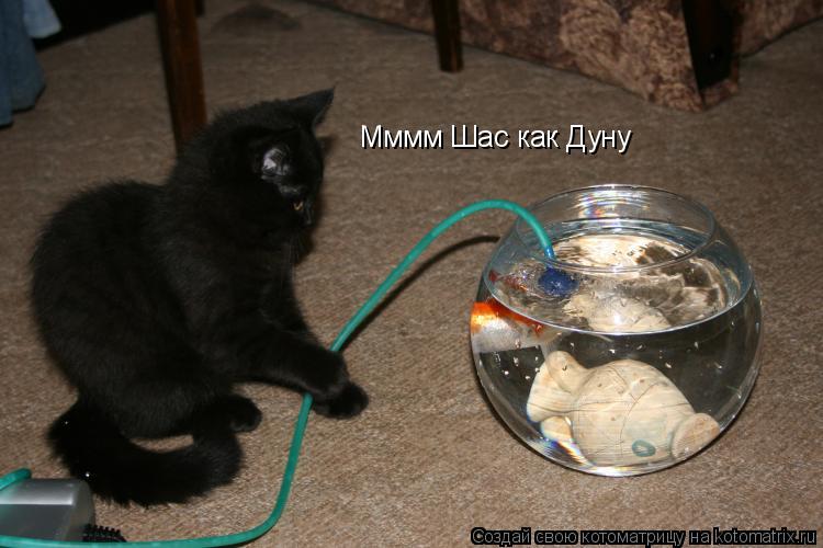 Мммм Шас как Дуну... Котоматрица: Мммм Шас как Дуну