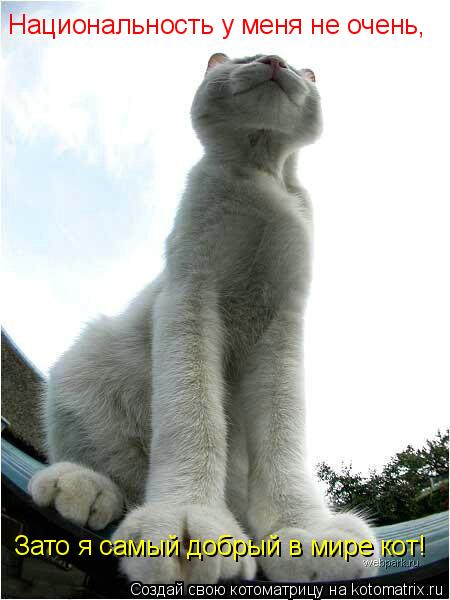 Национальность у меня не очень, Зато я самый добрый в мире кот!... Котоматрица: Национальность у меня не очень, Зато я самый добрый в мире кот!