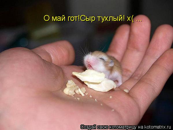 Котоматрица: О май гот!Сыр тухлый! х( ...