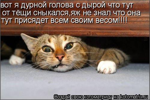 вот я дурной голова с дырой что тут от тёщи сныкался,яж не знал что она тут присядет всем своим весо... Котоматрица: вот я дурной голова с дырой что тут от тёщи сныкался,яж не знал что она тут присядет всем своим весом!!!!