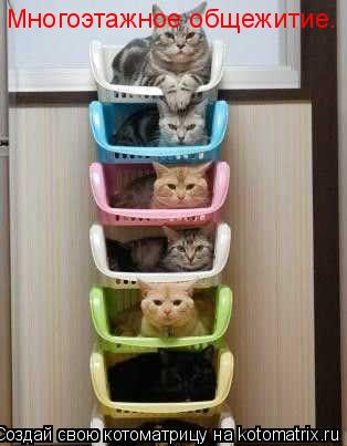 Котоматрица: Многоэтажное общежитие.