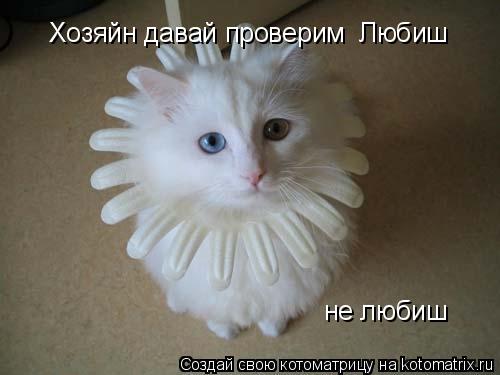 Хозяйн давай проверим Любиш Хозяйн давай проверим Любиш не любиш... Котоматрица: Хозяйн давай проверим Любиш Хозяйн давай проверим Любиш не любиш