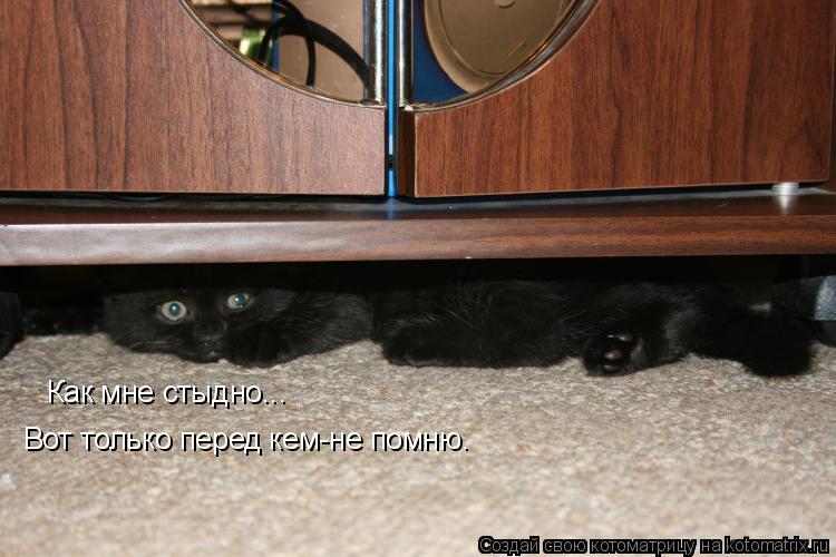 Котоматрица: Как мне стыдно... Вот только перед кем-не помню.