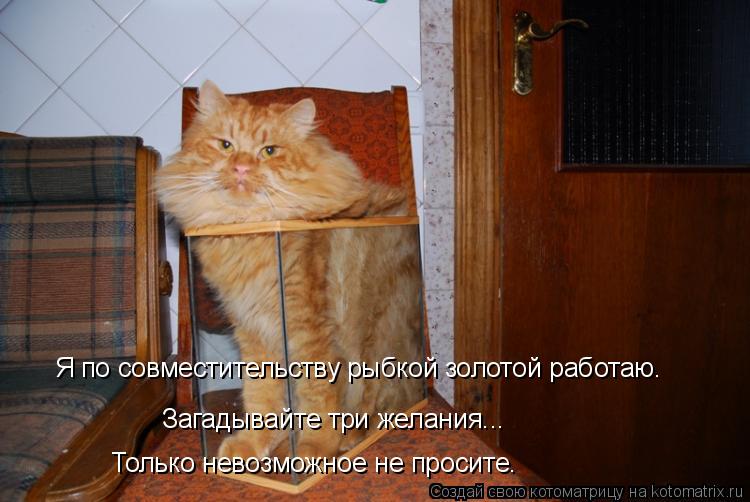 Котоматрица: Я по совместительству рыбкой золотой работаю. Загадывайте три желания... Только невозможное не просите.