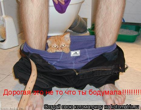 Дорогая это не то что ты бодумала!!!!!!!!!... Котоматрица: Дорогая это не то что ты бодумала!!!!!!!!!