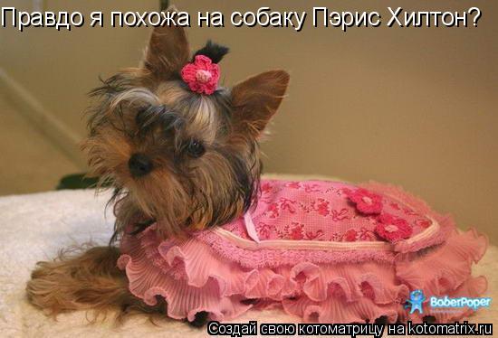Котоматрица: Правдо я похожа на собаку Пэрис Хилтон?
