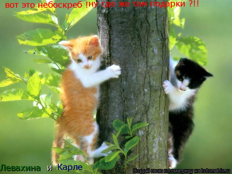 вот это небоскреб ! ну где же там подарки ?!! Левахина и Карле... Котоматрица: вот это небоскреб ! ну где же там подарки ?!! Левахина и Карле