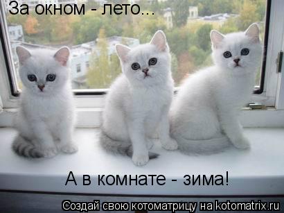 За окном - лето... А в комнате - зима!... Котоматрица: За окном - лето... А в комнате - зима!