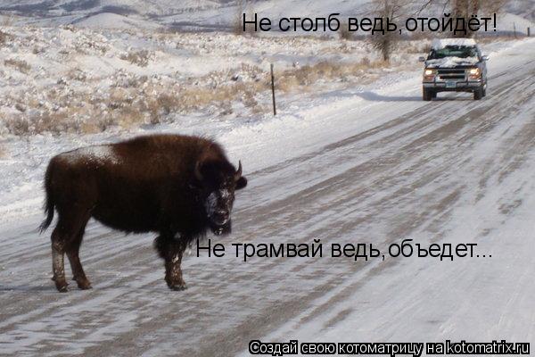 Не трамвай ведь,объедет... Не столб ведь,отойдёт!... Котоматрица: Не трамвай ведь,объедет... Не столб ведь,отойдёт!
