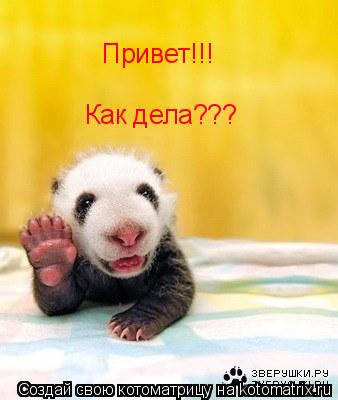 Привет!!! Как дела???... Котоматрица: Привет!!! Как дела???