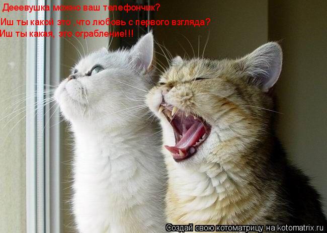 Дееевушка можно ваш телефончик? Дееевушка можно ваш телефончик? Иш ты какой это ,что любовь с первого... Котоматрица: Дееевушка можно ваш телефончик? Дееевушка можно ваш телефончик? Иш ты какой это ,что любовь с первого взгляда? Иш ты какая, это ограбление!!!