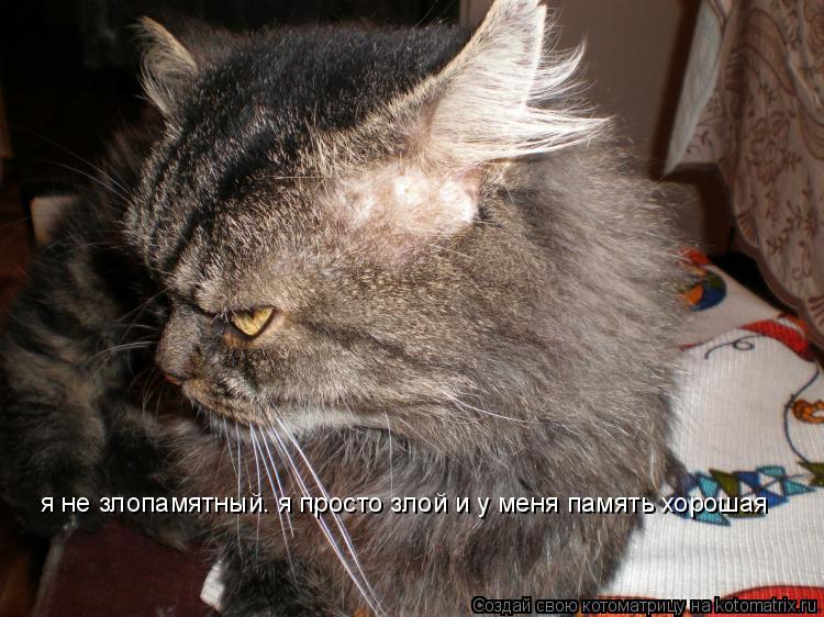 я не злопамятный. я просто злой и у меня память хорошая... Котоматрица: я не злопамятный. я просто злой и у меня память хорошая