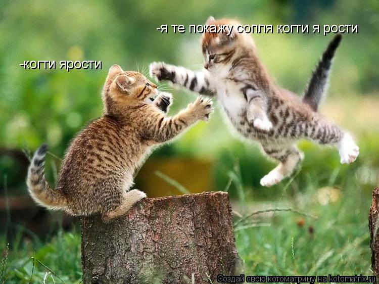 -когти ярости -я те покажу сопля когти я рости... Котоматрица: -когти ярости -я те покажу сопля когти я рости