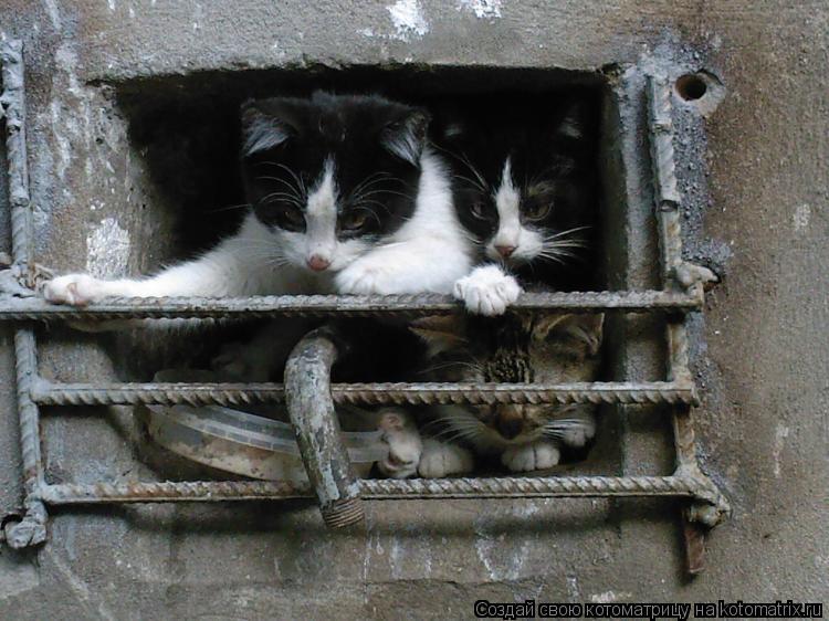 Котоматрица: 