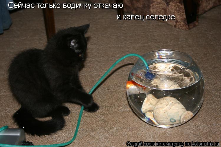 Сейчас только водичку откачаю и капец селедке... Котоматрица: Сейчас только водичку откачаю и капец селедке