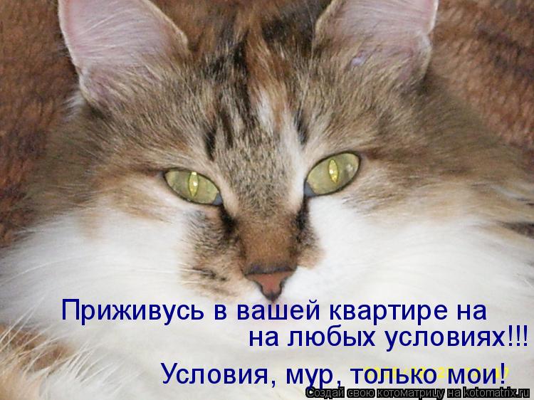 Приживусь в вашей квартире на на любых условиях!!! Условия, мур, только мои!... Котоматрица: Приживусь в вашей квартире на на любых условиях!!! Условия, мур, только мои!