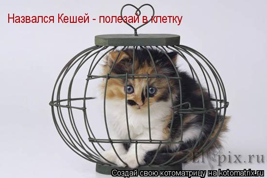 Назвался Кешей - полезай в клетку... Котоматрица: Назвался Кешей - полезай в клетку