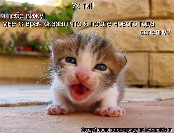 Ух ти!! я тебе вижу! мне ж врач сказал что я после нового года ослепну?... Котоматрица: Ух ти!! я тебе вижу! мне ж врач сказал что я после нового года ослепну?