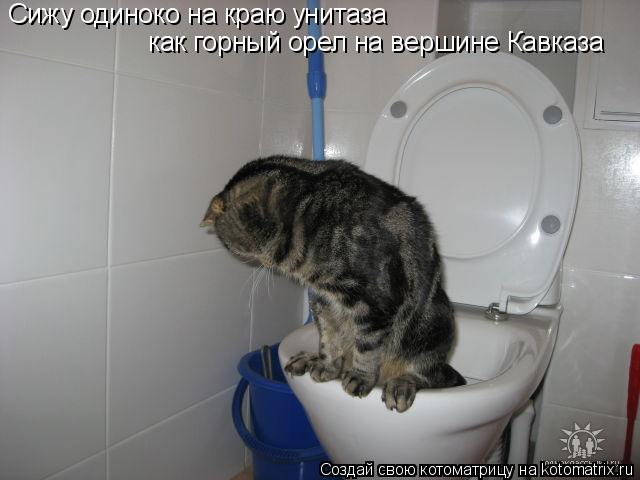 Сижу одиноко на краю унитаза как горный орел на вершине Кавказа... Котоматрица: Сижу одиноко на краю унитаза как горный орел на вершине Кавказа