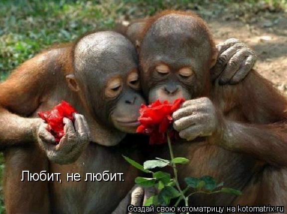 Котоматрица: Любит, не любит.