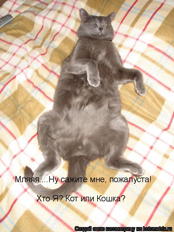 Котоматрица: Мляяя....Ну сажите мне, пожалуста!  Хто Я? Кот или Кошка? Хто Я? Кот или Кошка?