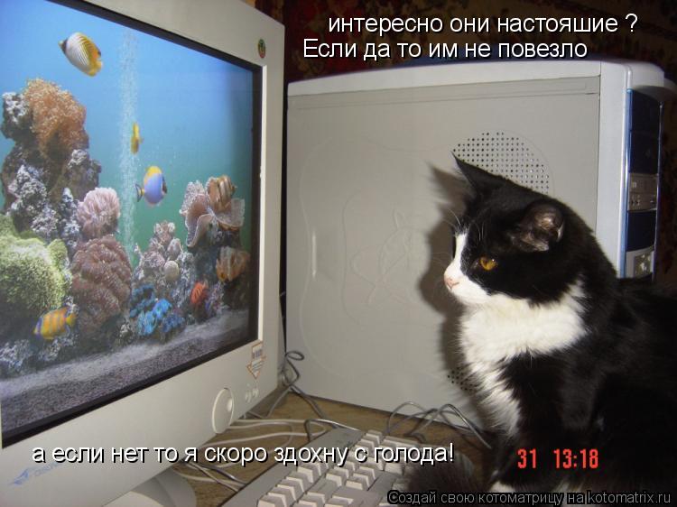 интересно они настояшие ? Если да то им не повезло а если нет то я скоро здохну с голода!... Котоматрица: интересно они настояшие ? Если да то им не повезло а если нет то я скоро здохну с голода!