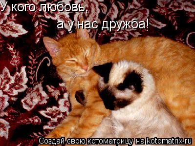 У кого любовь, а у нас дружба!... Котоматрица: У кого любовь, а у нас дружба!