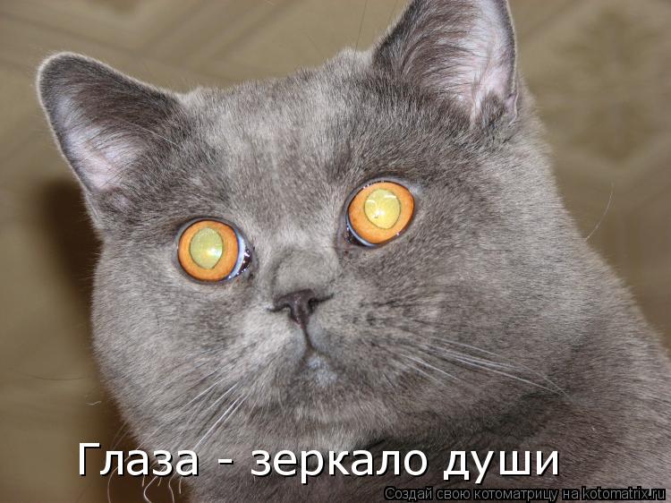 Котоматрица: Глаза - зеркало души