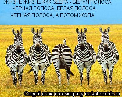 ЖИЗНЬ ЖИЗНЬ КАК ЗЕБРА - БЕЛАЯ ПОЛОСА, ЧЕРНАЯ ПОЛОСА, БЕЛАЯ ПОЛОСА, ЧЕРНАЯ ПОЛОСА, А ПОТОМ ЖОПА.... Котоматрица: ЖИЗНЬ ЖИЗНЬ КАК ЗЕБРА - БЕЛАЯ ПОЛОСА, ЧЕРНАЯ ПОЛОСА, БЕЛАЯ ПОЛОСА, ЧЕРНАЯ ПОЛОСА, А ПОТОМ ЖОПА.