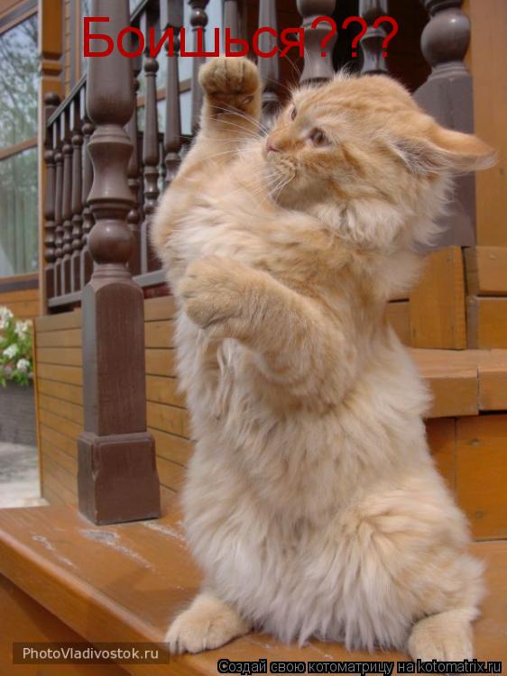 Боишься???... Котоматрица: Боишься???