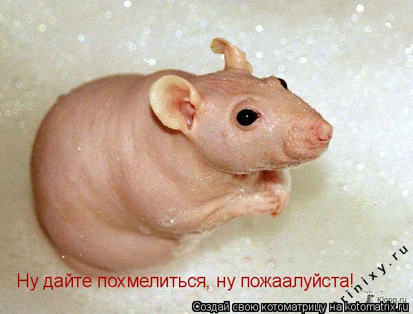 Котоматрица: Ну дайте похмелиться, ну пожаалуйста! Ну дайте похмелиться, ну пожаалуйста!