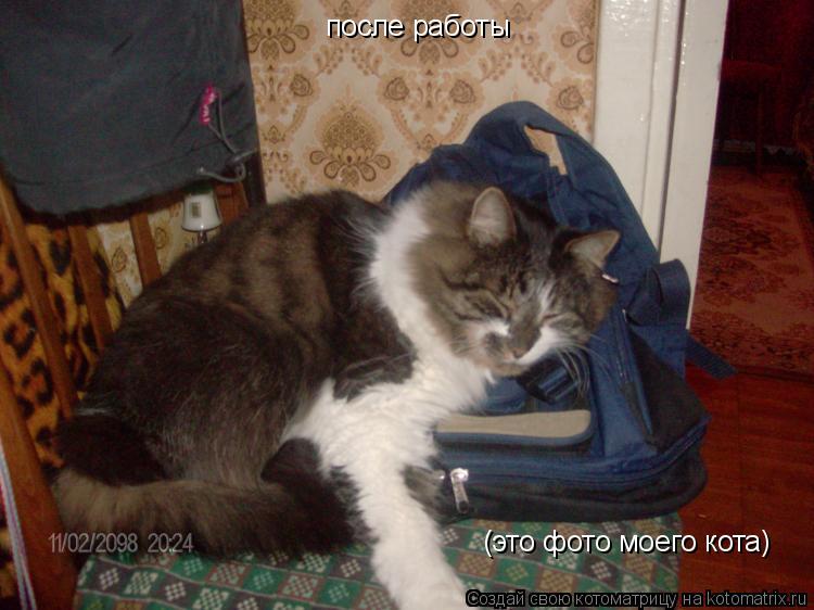 после работы (это фото моего кота)... Котоматрица: после работы (это фото моего кота)