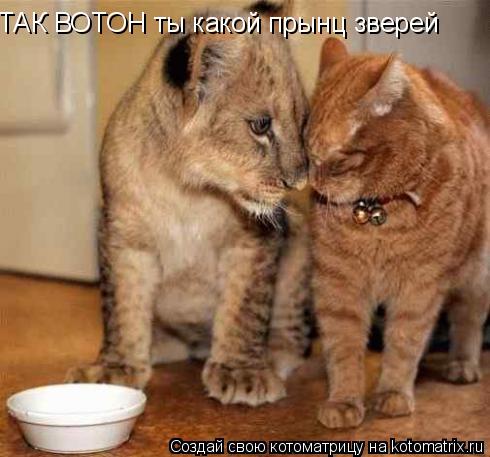 ТАК ВОТОН ты какой прынц зверей... Котоматрица: ТАК ВОТОН ты какой прынц зверей