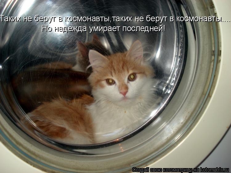 Котоматрица: Таких не берут в космонавты,таких не берут в космонавты.... Но надежда умирает последней!