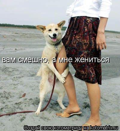 вам смешно, а мне жениться... Котоматрица: вам смешно, а мне жениться