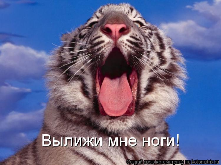 Вылижи мне ноги!... Котоматрица: Вылижи мне ноги!
