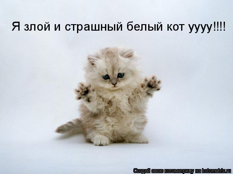 Я злой и страшный белый кот уууу!!!!... Котоматрица: Я злой и страшный белый кот уууу!!!!