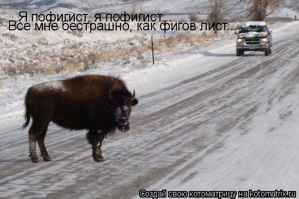 Я пофигист, я пофигист... Все мне бестрашно, как фигов лист...... Котоматрица: Я пофигист, я пофигист... Все мне бестрашно, как фигов лист...